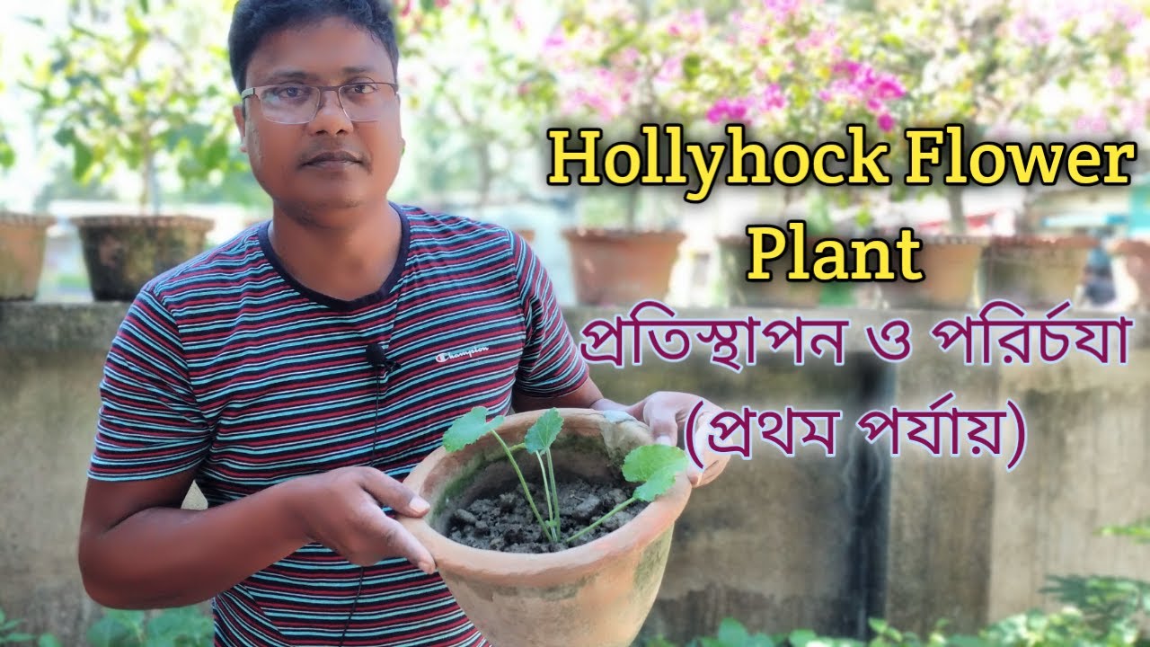 HOLLYHOCKS FLOWERS//Hollyhocks flower grow and care//How to Grow
