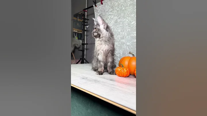 Watch the video about I'm a star of the Maine Con community #mainecoonusa #kitten #kitty #mainecoon #photokittens #cute