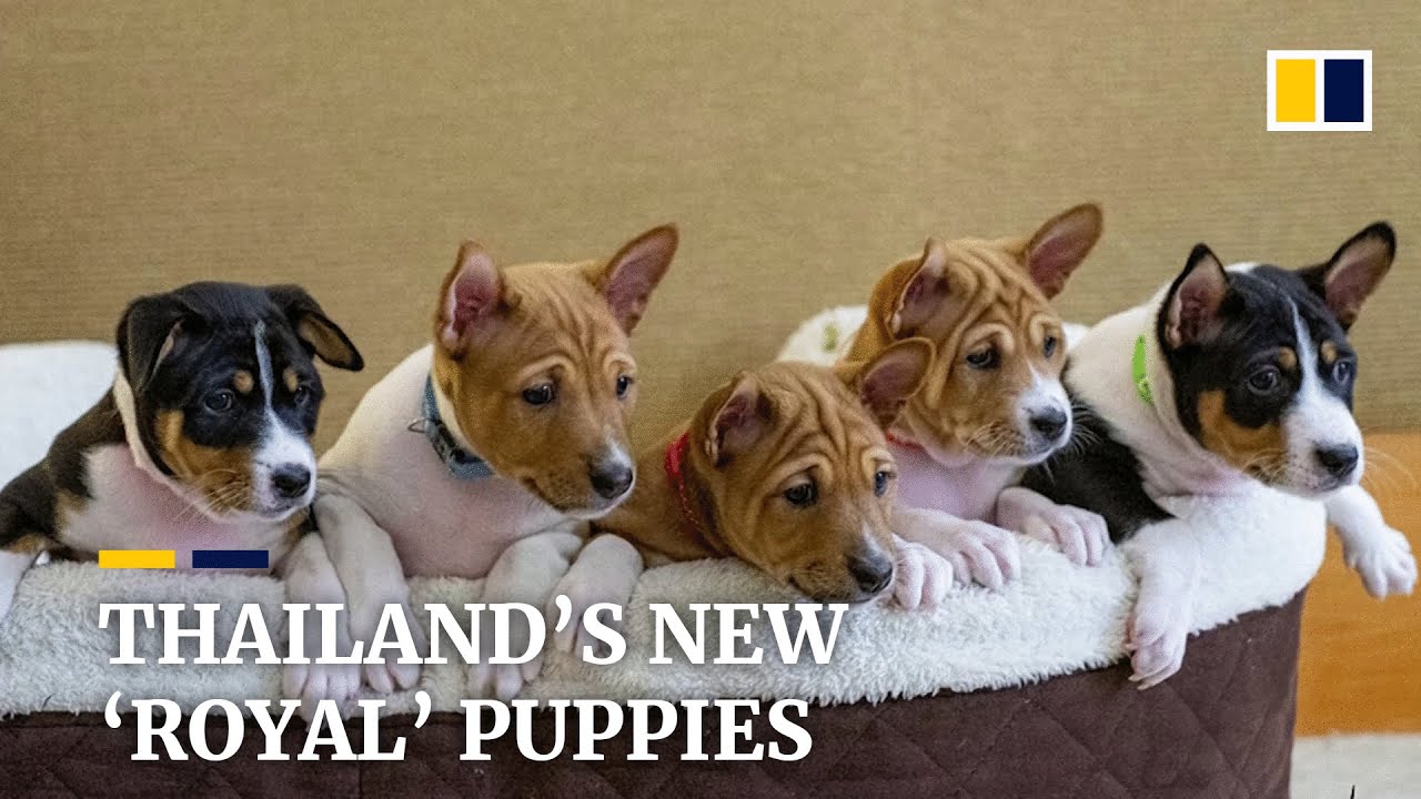 Thailand Unveils New Royal Puppies Descended From Late King s Dog YouTube thailand-unveils-new-royal-puppies-descended-from-late-king-s-dog-youtube