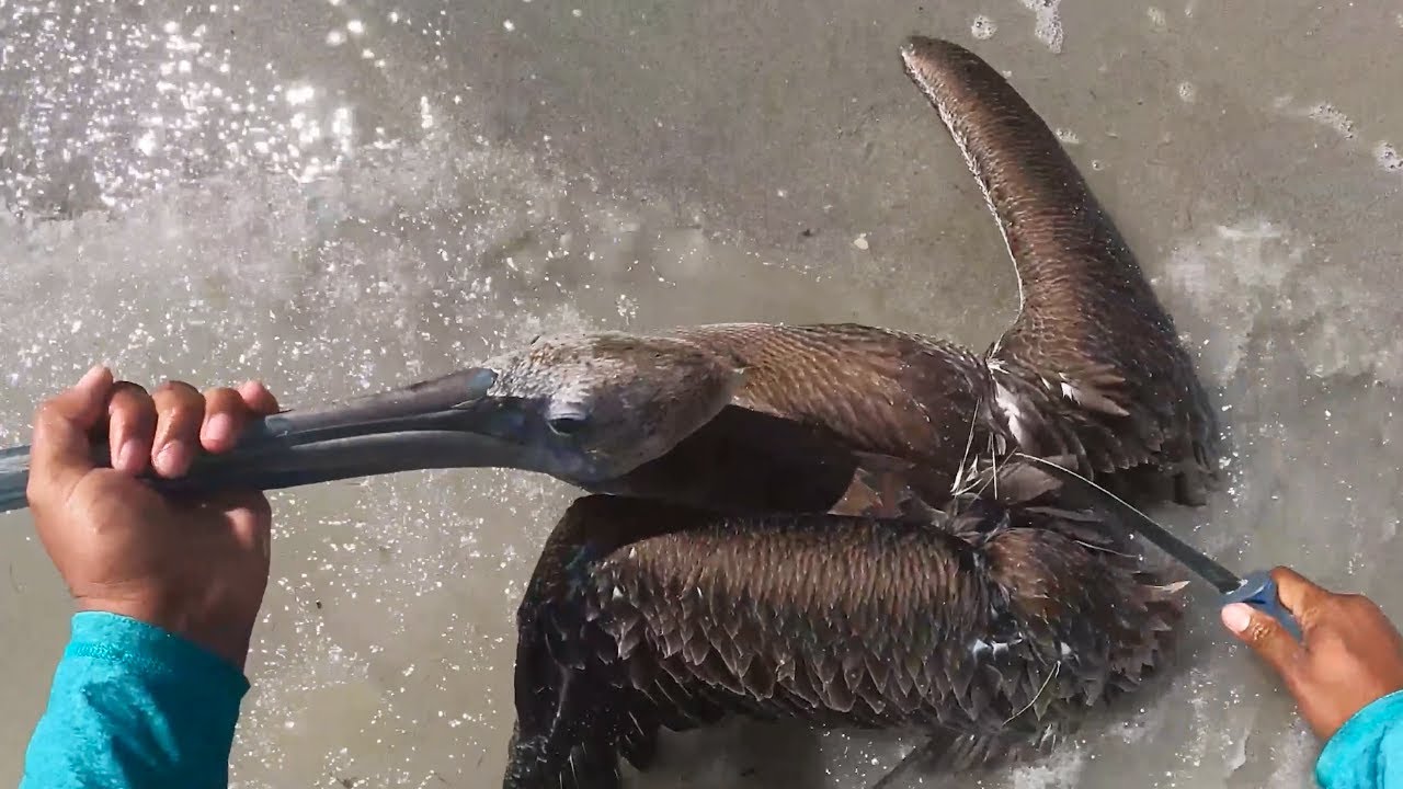 Cerrarle el pico y cortar la cuerda: este hombre solo puede ayudar de esta manera 🦤🧑🏼💪🏼