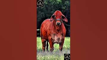 Sapi simental x brahman #cow #agro #sapimakan #animals #sapigemuk #sapi