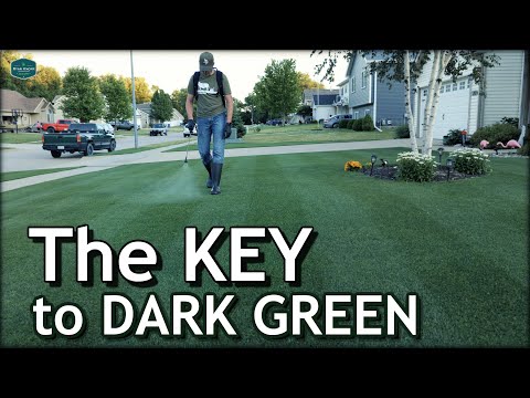 Video: Green Lawn Recipes