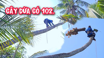 12 cây Dừa gần 200 tuổi Vua khỉ cưa hạ gốc cùng nhóm thợ cưa cực kì vất vã (2/2).