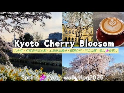 [京都の桜]さくらの名所を巡る京都散歩🌸/六角堂/京都府庁旧本館/御苑/春の鴨川/木屋町高瀬川/祇園白川/円山公園しだれ桜/コーヒーTime/京都人の定番おすすめスポット