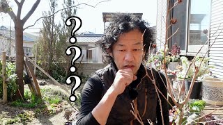 めんくん様 There is a XX percent chance of failure. [Gardening Superman