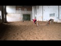 Training agility.Doberman.Аджилити.