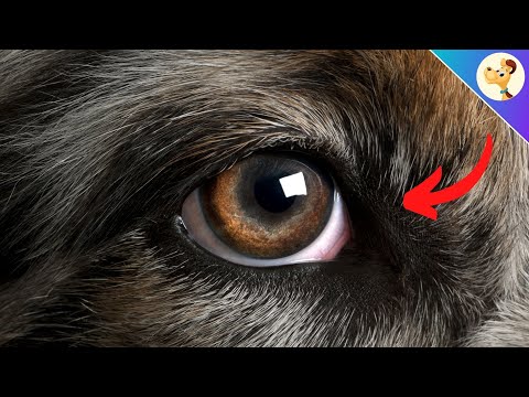 Video: Hvilke hundracer har græde øjne?