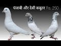 पंजाबी और देसी कबूतर Rs. 250 || Saste Punjabi Or Dasi Kabutar