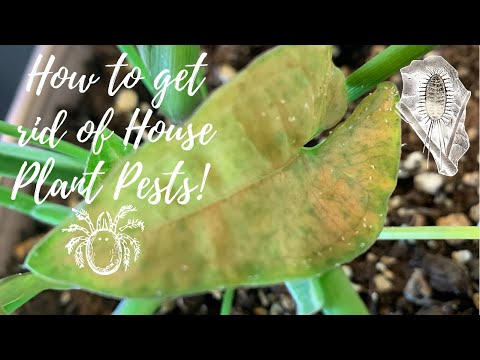 Houseplant Pests & how to get rid of them! Mealy bugs, Spider Mites || Get rid of Houseplant bugs