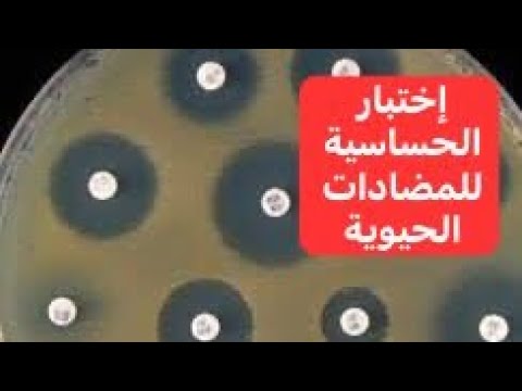 فيديو: في اختبار الحساسية لمضادات الميكروبات؟