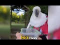 Watch This Neglected Cockatoo Melt the Moment He Finds a Loving Family ❤️🦜 | Tails_h2me