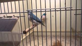 Синие амадины Гульда Брачный танец амадин Гульда. ))) Синие амадины Гульда Брачный танец амадин Гульда. )))
