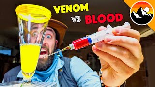 Human Blood Vs. Snake Venom!