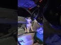 Chota Chodhari #doglover #doggy #doggos #shorts #viral
