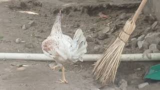 The chicken 2
The chicken 2 The chicken 2