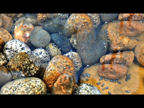 Film backdrop image for This Ancient Fish is Facing a Plummeting Population Crisis (4K) (2019)