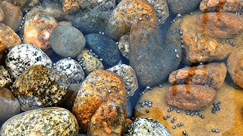 This Ancient Fish is Facing a Plummeting Population Crisis (4K)