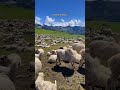 🌺 Beautiful Views of Dhorpatan. #mountains #nepal #nature #adventure #explore #animals