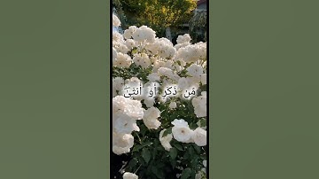 سورة آل عمران بصوت الشيخ المنشاوي