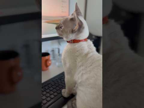Devon Rex Cat - waiting for mum to start the day👩🏻‍💻マミー、お仕事の時間だよ⏰