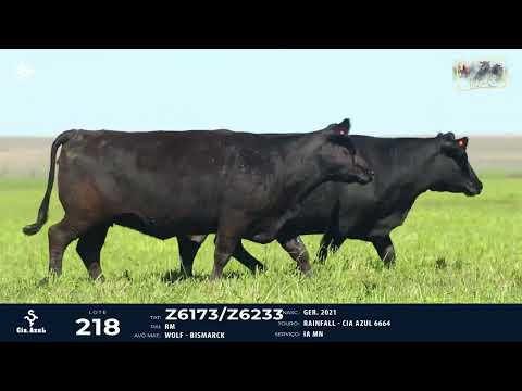 LOTE 218   TAT Z6173, Z6233 F Angus