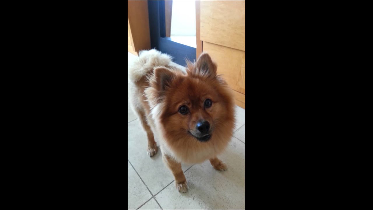 TAZ The Throwback Pomeranian Of South Beach Miami YouTube taz-the-throwback-pomeranian-of-south-beach-miami-youtube
