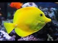 Silverton Aquarium - YouTube