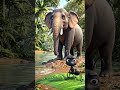 Elephant and Ant Story 🐘🐜 | Never Judge By Size | Emotional Moral Kids Animation Short