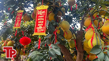 Bưởi Diễn vàng rực giá hàng chục triệu đổ bộ Sài thành | Tiền Phong TV