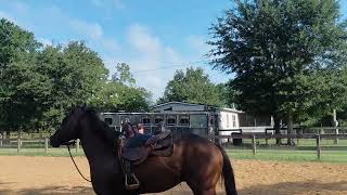 Wines Last Fiesta, 4 year stallion, ground work monday 