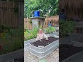 POV MASIH PEMULA DALAM BERKEBUN