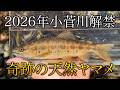 【渓流解禁日】2026年3月小菅川の解禁日に天然ヤマメを釣り上げた！