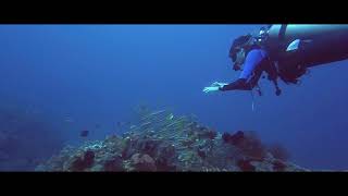 Diving in Simon's Reef, Gili Meno, Indonesia Net Worth