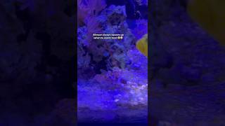 Bro is so interactive 😭 #saltwateraquarium #reeflife #shrimp #aquarium