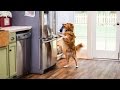 Home & Family - How to Teach your Dog to open the Fridge Home & Family - How to Teach your Dog to open the Fridge