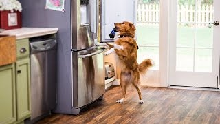 Home & Family  How to Teach your Dog to open the Fridge