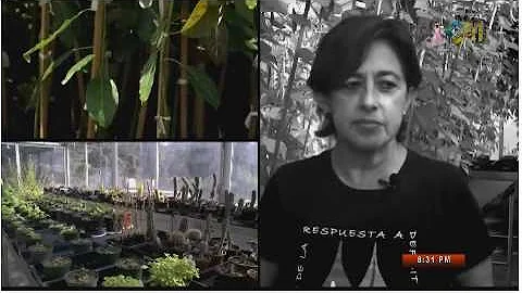UNAM-IBT. Dra. Alejandra Covarrubias. Plantas de f...