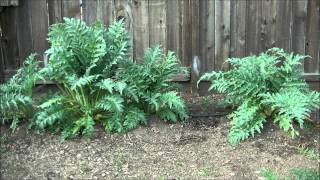 Artichokes - Second Year -