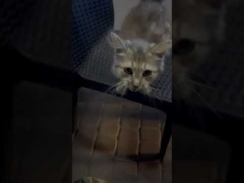 Велелюбний котик (a