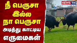 Fight between two male gaurs in nilgiris | Animal | Wildlife | Newstn