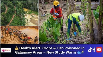 ⚠️ Health Alert! Crops & Fish Poisoned in Galamsey Areas – New Study Warns 🐟🌾