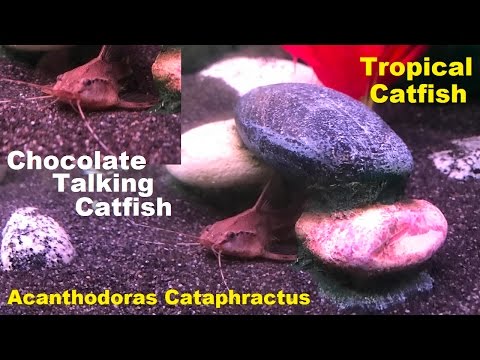 Chocolate Talking Catfish (Acanthodoras Cataphractus)