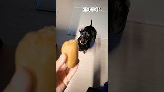 감자주세요 😂😂😂 #pets #닥스훈트 #dachshund #dog #어르미 #cute #웃참 #강아지 #노견 #15살 #funny #dog