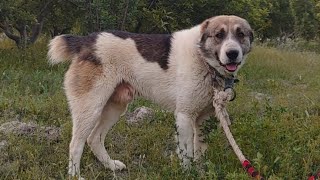 Afghan Kochi Dog Havey Body 2 Years Old Dog Afghani Shepherd dogs