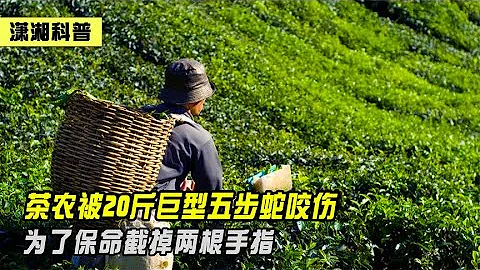 茶农被20斤巨型五步蛇咬伤，为了保命截掉两根手指 - 天天要闻