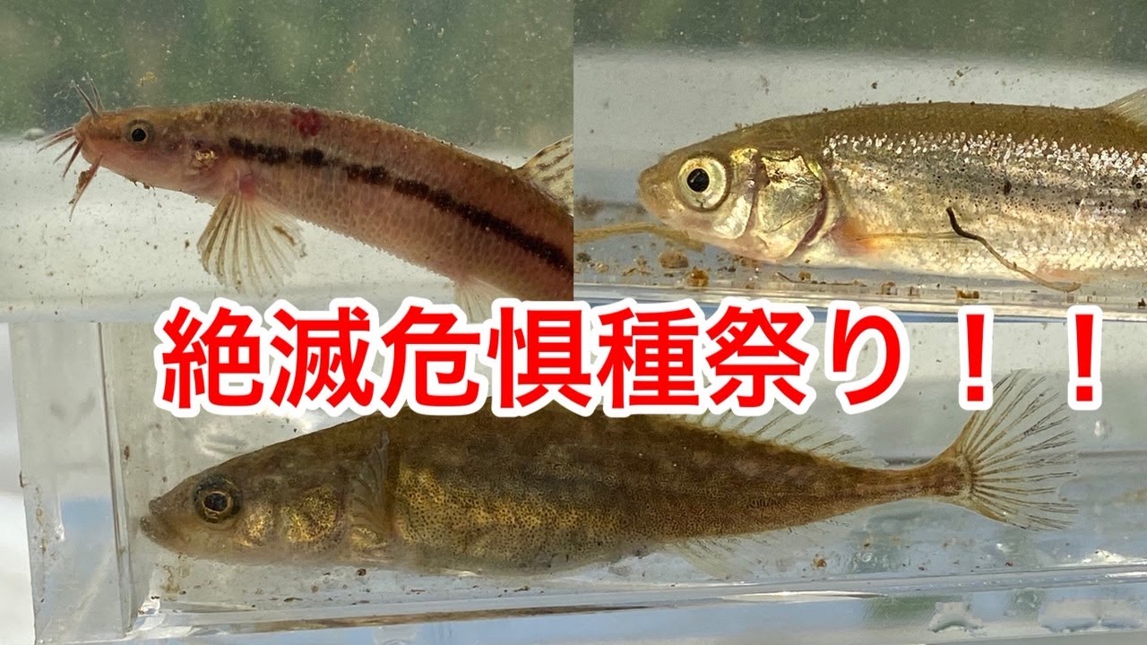 絶滅危惧種祭り 北海道が誇る3種の淡水魚たち ガサガサ Youtube