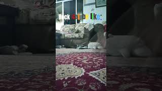 Rock cat be like: (the text is colored)