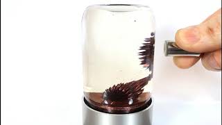 Famous SPIKE ferrofluid display with RED ferrofluid Wealth