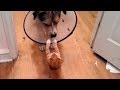 Most UNIQUE and UNEXPECTED CAT &amp; DOG moments! So FUNNY you&#39;ll DIE LAUGHING!