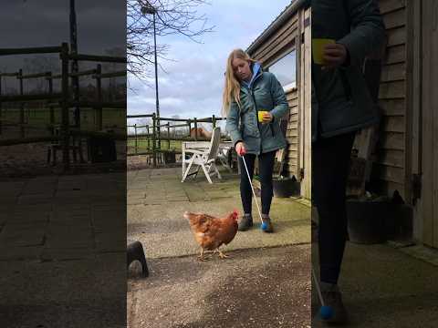 Deze kip kan trucjes! 🤯